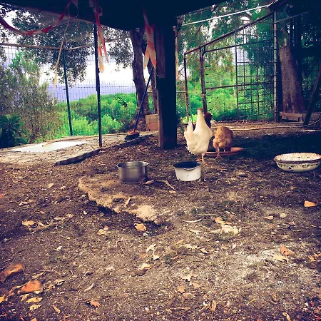 La Gallina Nel Castello