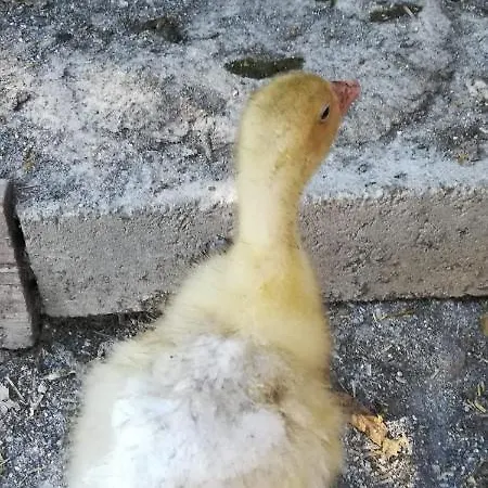 לינה וארוחת בוקר La Gallina Nel Castello