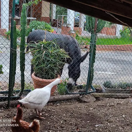 La Gallina Nel Castello לינה וארוחת בוקר