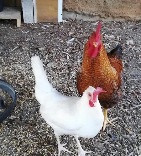 La Gallina Nel Castello 住宿加早餐酒店 3*