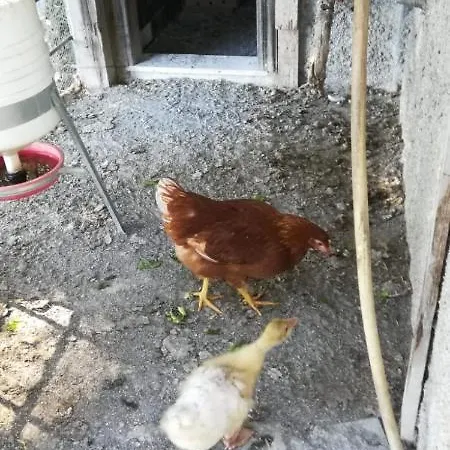 La Gallina Nel Castello Citr Oo9002-beb Oo11