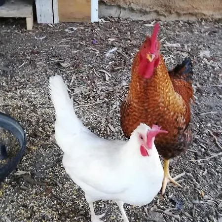 La Gallina Nel Castello Citr Oo9002-beb Oo11 Couette-café 2*