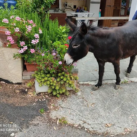 La Gallina Nel Castello Citr Oo9002-beb Oo11 Albenga