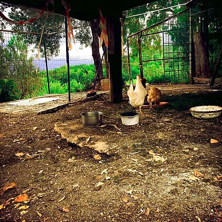 La Gallina Nel Castello 3* 알벤가