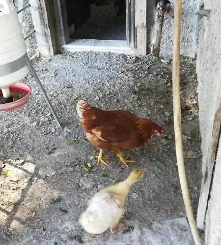 La Gallina Nel Castello