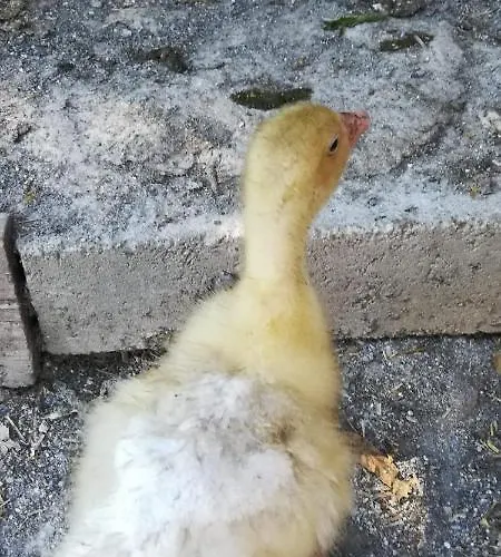 Bed & Breakfast La Gallina Nel Castello